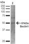 Beclin 1 antibody, 23010, QED Bioscience, Western Blot image 