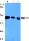 Mitochondrial Ribosomal Protein S9 antibody, PA5-36565, Invitrogen Antibodies, Western Blot image 