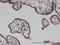 ILK Associated Serine/Threonine Phosphatase antibody, LS-C134103, Lifespan Biosciences, Immunohistochemistry frozen image 