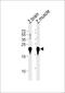 Parkinsonism Associated Deglycase antibody, PA5-72638, Invitrogen Antibodies, Western Blot image 
