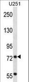 Tripartite Motif Containing 2 antibody, LS-C160178, Lifespan Biosciences, Western Blot image 