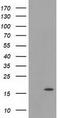 Ubiquitin Like 4A antibody, LS-C785678, Lifespan Biosciences, Western Blot image 