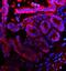 Epithelial Cell Adhesion Molecule antibody, A00276-1, Boster Biological Technology, Immunofluorescence image 