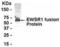 EWS RNA Binding Protein 1 antibody, XW-7783, ProSci, Western Blot image 