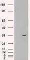 Methylthioribose-1-Phosphate Isomerase 1 antibody, CF500433, Origene, Western Blot image 