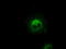 Crystallin Alpha B antibody, TA500581, Origene, Immunofluorescence image 