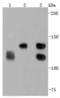 Cadherin 2 antibody, A01577-1, Boster Biological Technology, Western Blot image 