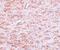 Caudal Type Homeobox 2 antibody, NBP1-77113, Novus Biologicals, Immunohistochemistry paraffin image 