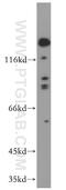 Roundabout homolog 4 antibody, 20221-1-AP, Proteintech Group, Western Blot image 