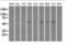 Tripartite Motif Containing 63 antibody, orb73987, Biorbyt, Western Blot image 