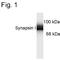 Synapsin I antibody, 51-5200, Invitrogen Antibodies, Western Blot image 