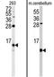 FKBP Prolyl Isomerase 1B antibody, AP17382PU-N, Origene, Western Blot image 