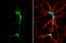 FTO Alpha-Ketoglutarate Dependent Dioxygenase antibody, GTX131517, GeneTex, Immunocytochemistry image 