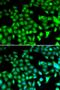 FOS Like 1, AP-1 Transcription Factor Subunit antibody, PA5-76185, Invitrogen Antibodies, Immunofluorescence image 