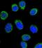 Serpin Family C Member 1 antibody, LS-C168987, Lifespan Biosciences, Immunofluorescence image 