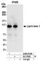 PTPRF-interacting protein-binding protein 1 antibody, A304-610A, Bethyl Labs, Immunoprecipitation image 