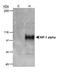 HIF1-alpha antibody, MA1-16504, Invitrogen Antibodies, Western Blot image 