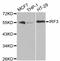 Interferon Regulatory Factor 3 antibody, STJ112965, St John