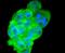 Dickkopf WNT Signaling Pathway Inhibitor 1 antibody, NBP2-67607, Novus Biologicals, Immunofluorescence image 