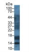 S100 Calcium Binding Protein A12 antibody, LS-C699964, Lifespan Biosciences, Western Blot image 