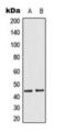 Mitogen-Activated Protein Kinase Kinase 1 antibody, orb224176, Biorbyt, Western Blot image 