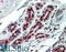 CD256 antibody, 45-272, ProSci, Western Blot image 