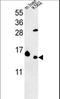 Ribosomal Protein L37 antibody, LS-C162714, Lifespan Biosciences, Western Blot image 