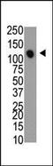 Myotubularin Related Protein 7 antibody, PA5-13711, Invitrogen Antibodies, Western Blot image 