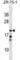 Carbonyl Reductase 4 antibody, abx029582, Abbexa, Western Blot image 