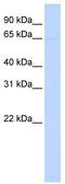 Phosphatidylinositol Glycan Anchor Biosynthesis Class Z antibody, TA343937, Origene, Western Blot image 