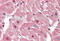 Sirtuin 2 antibody, MBS242411, MyBioSource, Immunohistochemistry frozen image 