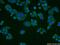 WD Repeat Domain 61 antibody, 22536-1-AP, Proteintech Group, Immunofluorescence image 