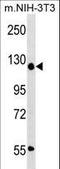 Activity Dependent Neuroprotector Homeobox antibody, LS-C161012, Lifespan Biosciences, Western Blot image 