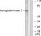 Transglutaminase 2 antibody, LS-B12446, Lifespan Biosciences, Western Blot image 