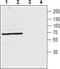 Pannexin 2 antibody, TA328663, Origene, Western Blot image 
