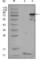 Peroxisome Proliferator Activated Receptor Gamma antibody, abx011788, Abbexa, Western Blot image 