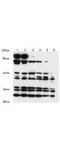 Notch Receptor 2 antibody, TA319403, Origene, Western Blot image 