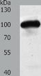 Mitogen-Activated Protein Kinase Kinase Kinase Kinase 3 antibody, TA324260, Origene, Western Blot image 