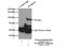 Protocadherin Alpha 9 antibody, 18075-1-AP, Proteintech Group, Immunoprecipitation image 