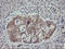 Eukaryotic Translation Initiation Factor 5A2 antibody, LS-C174144, Lifespan Biosciences, Immunohistochemistry frozen image 