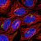 Teashirt Zinc Finger Homeobox 2 antibody, HPA038123, Atlas Antibodies, Immunocytochemistry image 