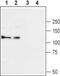 Calcium Voltage-Gated Channel Auxiliary Subunit Alpha2delta 3 antibody, PA5-77342, Invitrogen Antibodies, Western Blot image 