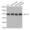 ATP Binding Cassette Subfamily G Member 2 (Junior Blood Group) antibody, abx004710, Abbexa, Western Blot image 