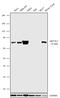 Methyltransferase Like 3 antibody, 720347, Invitrogen Antibodies, Western Blot image 