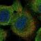 Leucine-rich repeat-containing protein 16A antibody, PA5-56044, Invitrogen Antibodies, Immunofluorescence image 