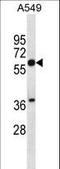 Squalene Epoxidase antibody, LS-C161482, Lifespan Biosciences, Western Blot image 