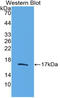 Transforming Growth Factor Beta 2 antibody, LS-C314435, Lifespan Biosciences, Western Blot image 