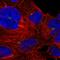 Ubiquitously Expressed Prefoldin Like Chaperone antibody, HPA050499, Atlas Antibodies, Immunocytochemistry image 