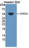 Transcobalamin 1 antibody, LS-C373506, Lifespan Biosciences, Western Blot image 