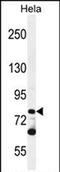 Protocadherin Beta 10 antibody, PA5-71568, Invitrogen Antibodies, Western Blot image 